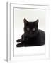 Domestic Cat, Young Black Male-Jane Burton-Framed Photographic Print