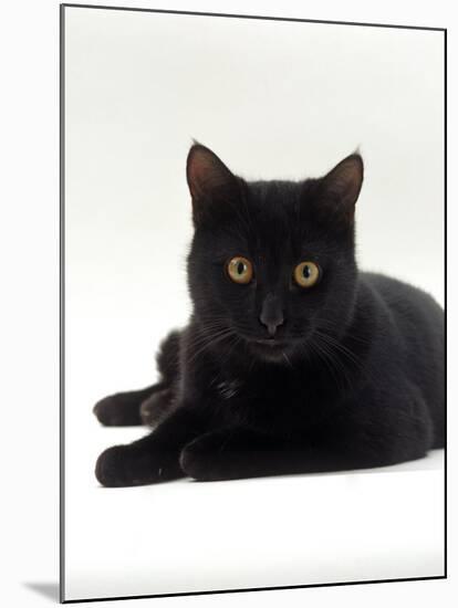 Domestic Cat, Young Black Male-Jane Burton-Mounted Photographic Print