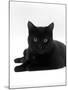 Domestic Cat, Young Black Male-Jane Burton-Mounted Photographic Print