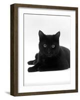 Domestic Cat, Young Black Male-Jane Burton-Framed Photographic Print