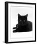 Domestic Cat, Young Black Male-Jane Burton-Framed Photographic Print