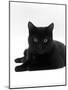 Domestic Cat, Young Black Male-Jane Burton-Mounted Photographic Print
