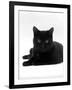 Domestic Cat, Young Black Male-Jane Burton-Framed Photographic Print