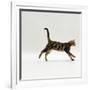 Domestic Cat, Young Brown Blotch Bengal Juvenile Running Profile-Jane Burton-Framed Photographic Print