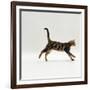 Domestic Cat, Young Brown Blotch Bengal Juvenile Running Profile-Jane Burton-Framed Photographic Print