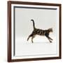 Domestic Cat, Young Brown Blotch Bengal Juvenile Running Profile-Jane Burton-Framed Photographic Print