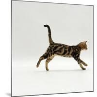 Domestic Cat, Young Brown Blotch Bengal Juvenile Running Profile-Jane Burton-Mounted Photographic Print