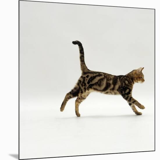 Domestic Cat, Young Brown Blotch Bengal Juvenile Running Profile-Jane Burton-Mounted Photographic Print