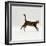 Domestic Cat, Young Brown Blotch Bengal Juvenile Running Profile-Jane Burton-Framed Premium Photographic Print