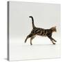 Domestic Cat, Young Brown Blotch Bengal Juvenile Running Profile-Jane Burton-Stretched Canvas