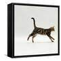 Domestic Cat, Young Brown Blotch Bengal Juvenile Running Profile-Jane Burton-Framed Stretched Canvas
