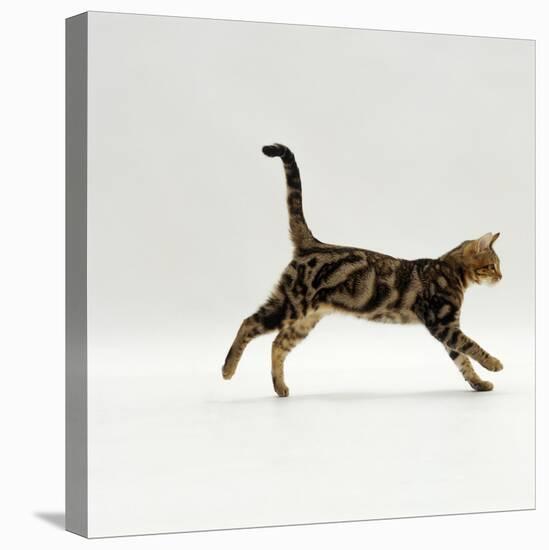 Domestic Cat, Young Brown Blotch Bengal Juvenile Running Profile-Jane Burton-Stretched Canvas