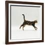 Domestic Cat, Young Brown Blotch Bengal Juvenile Running Profile-Jane Burton-Framed Photographic Print