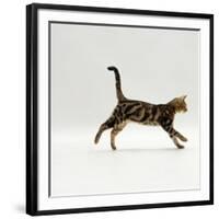 Domestic Cat, Young Brown Blotch Bengal Juvenile Running Profile-Jane Burton-Framed Photographic Print