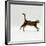 Domestic Cat, Young Brown Blotch Bengal Juvenile Running Profile-Jane Burton-Framed Photographic Print