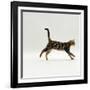 Domestic Cat, Young Brown Blotch Bengal Juvenile Running Profile-Jane Burton-Framed Photographic Print