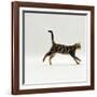 Domestic Cat, Young Brown Blotch Bengal Juvenile Running Profile-Jane Burton-Framed Photographic Print