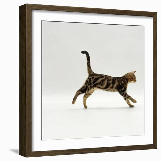 Domestic Cat, Young Brown Blotch Bengal Juvenile Running Profile-Jane Burton-Framed Photographic Print