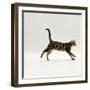 Domestic Cat, Young Brown Blotch Bengal Juvenile Running Profile-Jane Burton-Framed Photographic Print