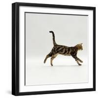 Domestic Cat, Young Brown Blotch Bengal Juvenile Running Profile-Jane Burton-Framed Photographic Print