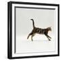 Domestic Cat, Young Brown Blotch Bengal Juvenile Running Profile-Jane Burton-Framed Photographic Print