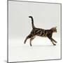 Domestic Cat, Young Brown Blotch Bengal Juvenile Running Profile-Jane Burton-Mounted Photographic Print