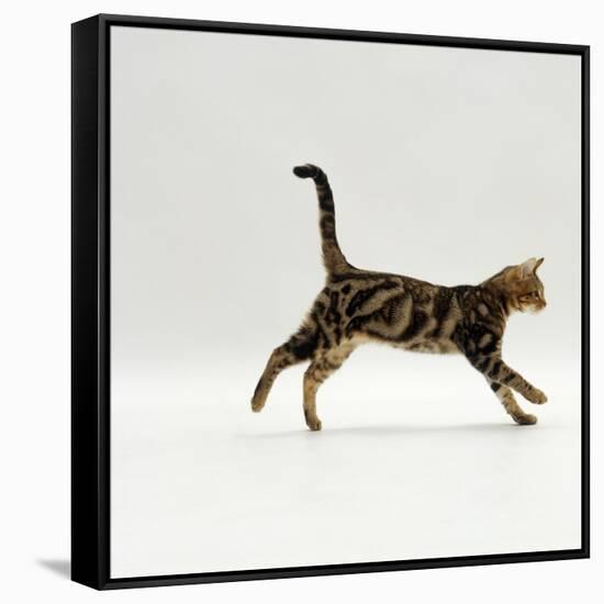 Domestic Cat, Young Brown Blotch Bengal Juvenile Running Profile-Jane Burton-Framed Stretched Canvas