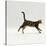 Domestic Cat, Young Brown Blotch Bengal Juvenile Running Profile-Jane Burton-Stretched Canvas