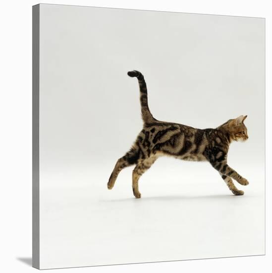 Domestic Cat, Young Brown Blotch Bengal Juvenile Running Profile-Jane Burton-Stretched Canvas