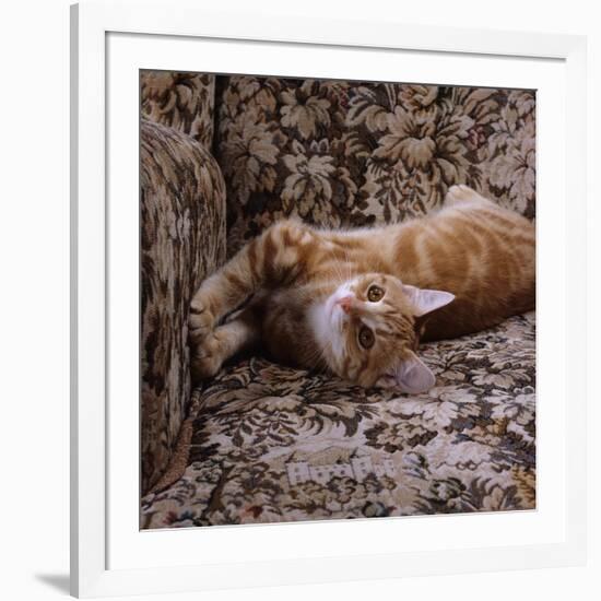 Domestic Cat, Young Ginger Stretching in Armchair-Jane Burton-Framed Photographic Print