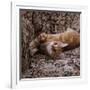 Domestic Cat, Young Ginger Stretching in Armchair-Jane Burton-Framed Photographic Print