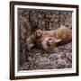 Domestic Cat, Young Ginger Stretching in Armchair-Jane Burton-Framed Photographic Print