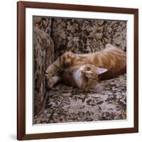 Domestic Cat, Young Ginger Stretching in Armchair-Jane Burton-Framed Photographic Print