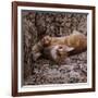 Domestic Cat, Young Ginger Stretching in Armchair-Jane Burton-Framed Photographic Print