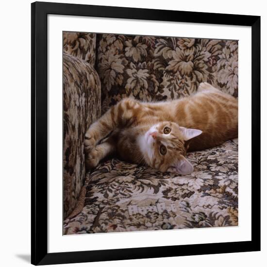 Domestic Cat, Young Ginger Stretching in Armchair-Jane Burton-Framed Photographic Print