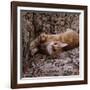 Domestic Cat, Young Ginger Stretching in Armchair-Jane Burton-Framed Photographic Print