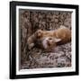 Domestic Cat, Young Ginger Stretching in Armchair-Jane Burton-Framed Photographic Print