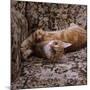 Domestic Cat, Young Ginger Stretching in Armchair-Jane Burton-Mounted Photographic Print