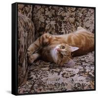 Domestic Cat, Young Ginger Stretching in Armchair-Jane Burton-Framed Stretched Canvas