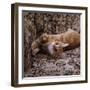Domestic Cat, Young Ginger Stretching in Armchair-Jane Burton-Framed Photographic Print
