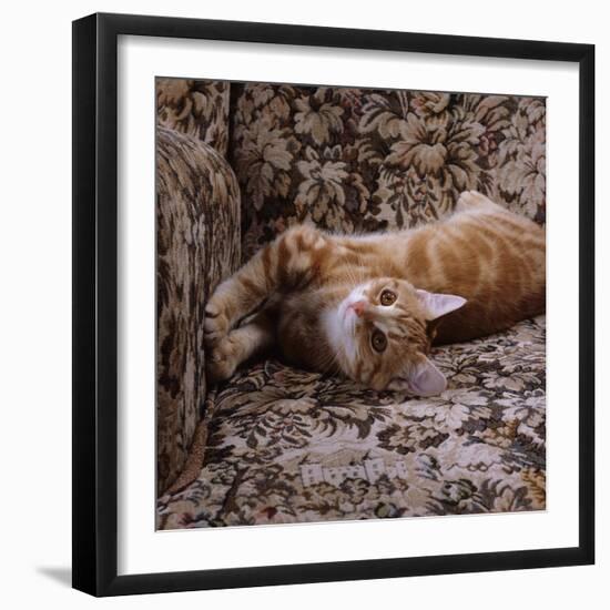 Domestic Cat, Young Ginger Stretching in Armchair-Jane Burton-Framed Photographic Print