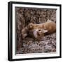 Domestic Cat, Young Ginger Stretching in Armchair-Jane Burton-Framed Photographic Print