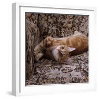 Domestic Cat, Young Ginger Stretching in Armchair-Jane Burton-Framed Photographic Print