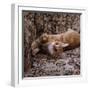 Domestic Cat, Young Ginger Stretching in Armchair-Jane Burton-Framed Photographic Print