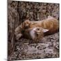 Domestic Cat, Young Ginger Stretching in Armchair-Jane Burton-Mounted Photographic Print