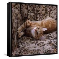 Domestic Cat, Young Ginger Stretching in Armchair-Jane Burton-Framed Stretched Canvas