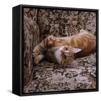 Domestic Cat, Young Ginger Stretching in Armchair-Jane Burton-Framed Stretched Canvas
