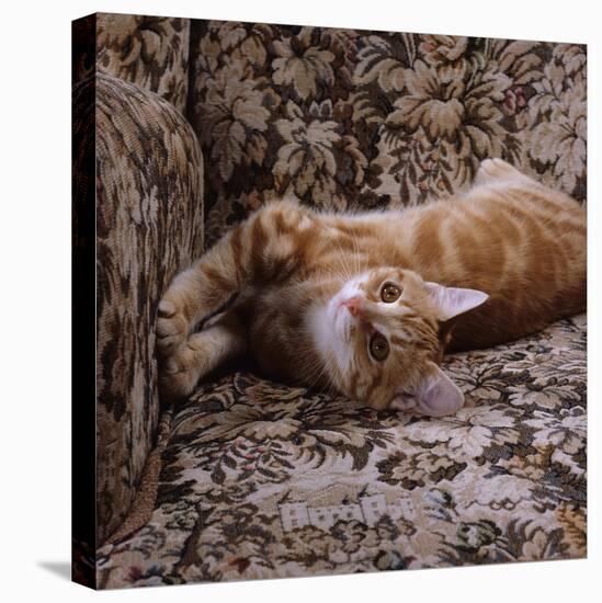 Domestic Cat, Young Ginger Stretching in Armchair-Jane Burton-Stretched Canvas