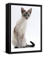 Domestic Cat, Young Tabby Point Siamese-Jane Burton-Framed Stretched Canvas