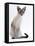 Domestic Cat, Young Tabby Point Siamese-Jane Burton-Framed Stretched Canvas